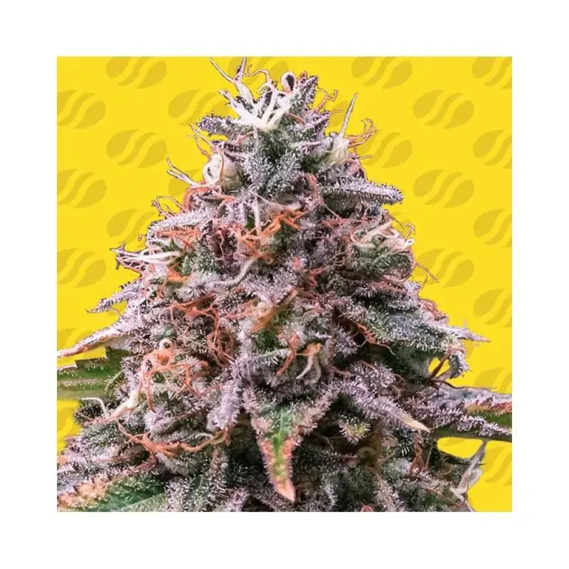 Auto Strawberry Pie
