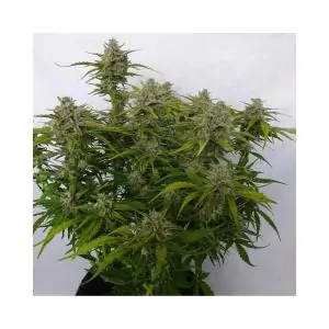 Auto Strawberry Pie