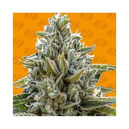 Frosted Guava
