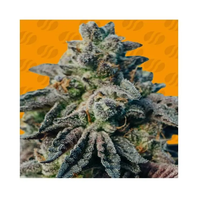 Peanut Butter OGKB Fast