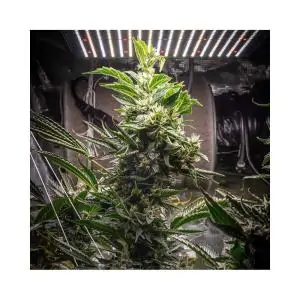 Peanut Butter OGKB Fast