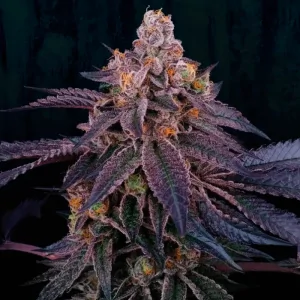 Granita 6 Semillas Tropic Ozz