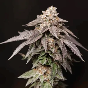 Granita 6 Semillas Tropic Ozz