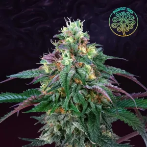 Lemon Curd 6 Semillas Tropic Ozz