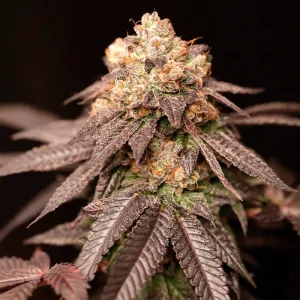 Lemon Curd 6 Semillas Tropic Ozz