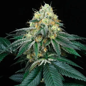 Peach Lassi 6 Semillas Tropic Ozz