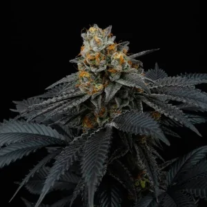 Pink Gasoline 6 Semillas Tropic Ozz