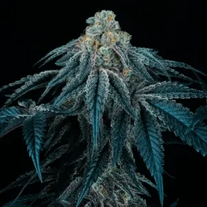 Puff Mints 6 Semillas Tropic Ozz