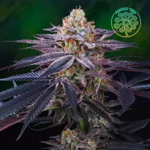Rotten Apple 6 Semillas Tropic Ozz