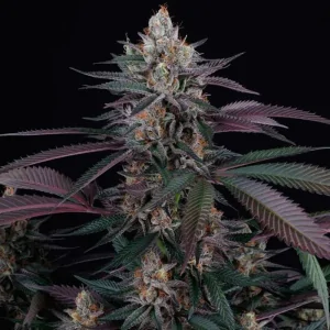 Spritz 6 Semillas Tropic Ozz