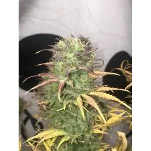Auto Mimosa Cake