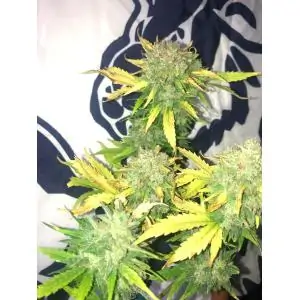 Auto Mimosa Cake