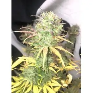 Auto Mimosa Cake