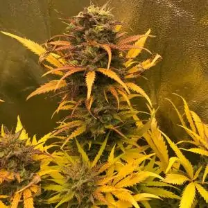 Auto Mimosa Cake