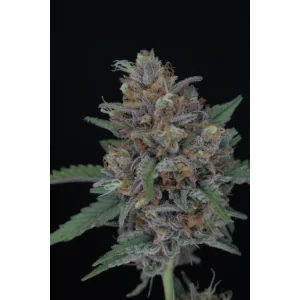 Auto Purple Punch