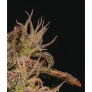 Forbidden Fruit Cake