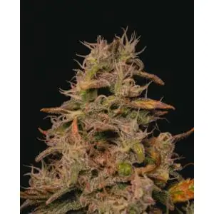 Forbidden Fruit Cake