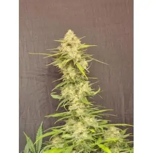 Melon Gum
