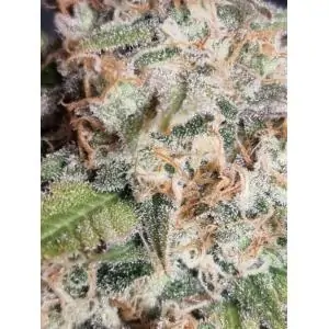 Melon Gum