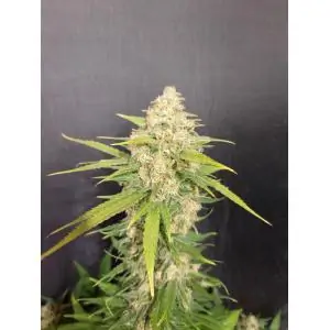 Melon Gum