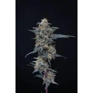 Minty Grape Kush