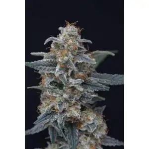Minty Grape Kush