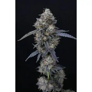 Minty Grape Kush