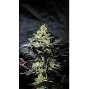 Peanut Butter Cookies