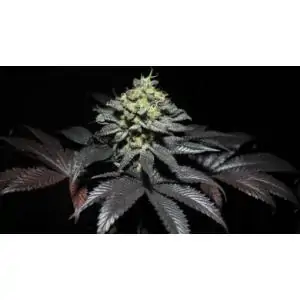 Peanut Butter Cookies