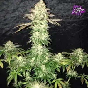 Spooky OG