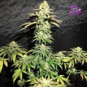 Spooky OG