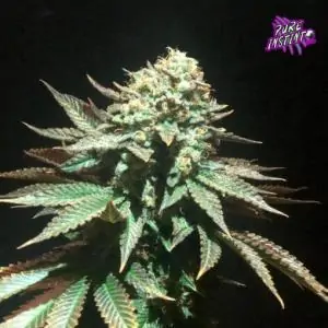 Spooky OG