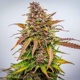 Auto Bubble Kush