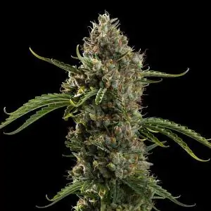 DIESEL AUTOMATIC ROYAL QUEEN