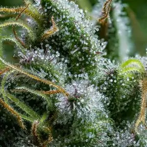 DIESEL AUTOMATIC ROYAL QUEEN