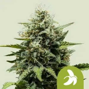 Auto Fat Banana