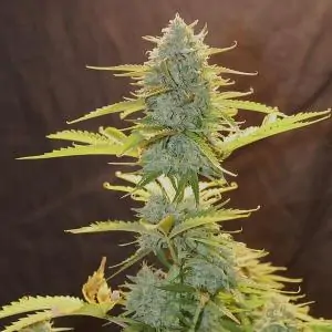Auto Fat Banana
