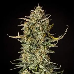 Auto Fat Banana