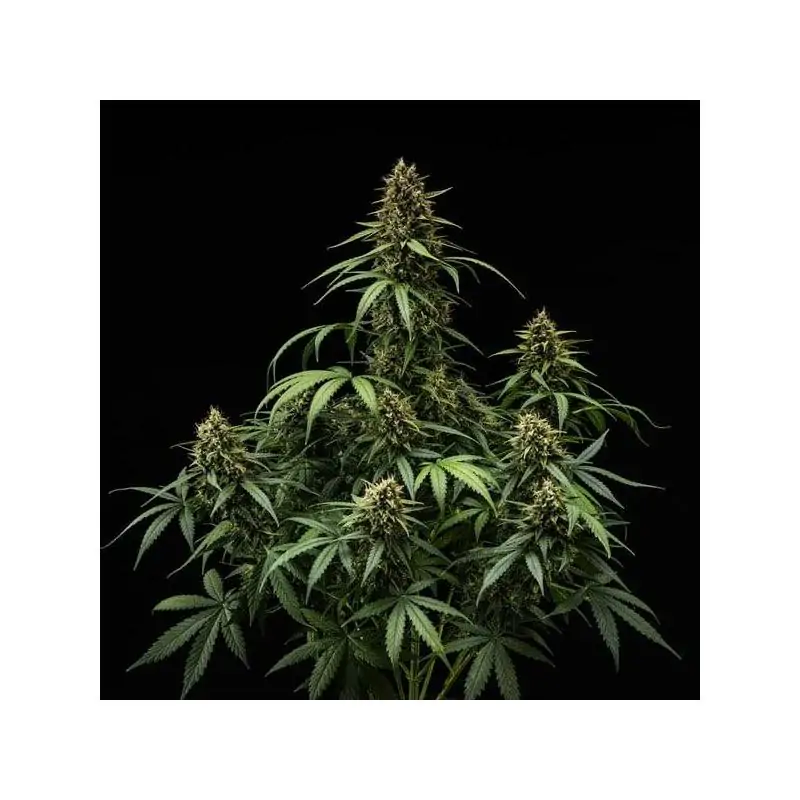 Auto Purple Lemonade