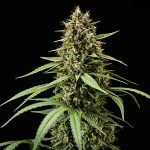 Auto Purple Lemonade