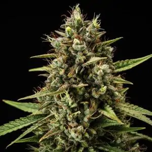 Auto Purple Lemonade