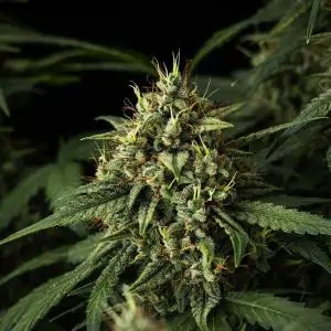 Auto Purple Lemonade