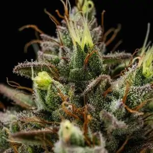 Auto Purple Lemonade