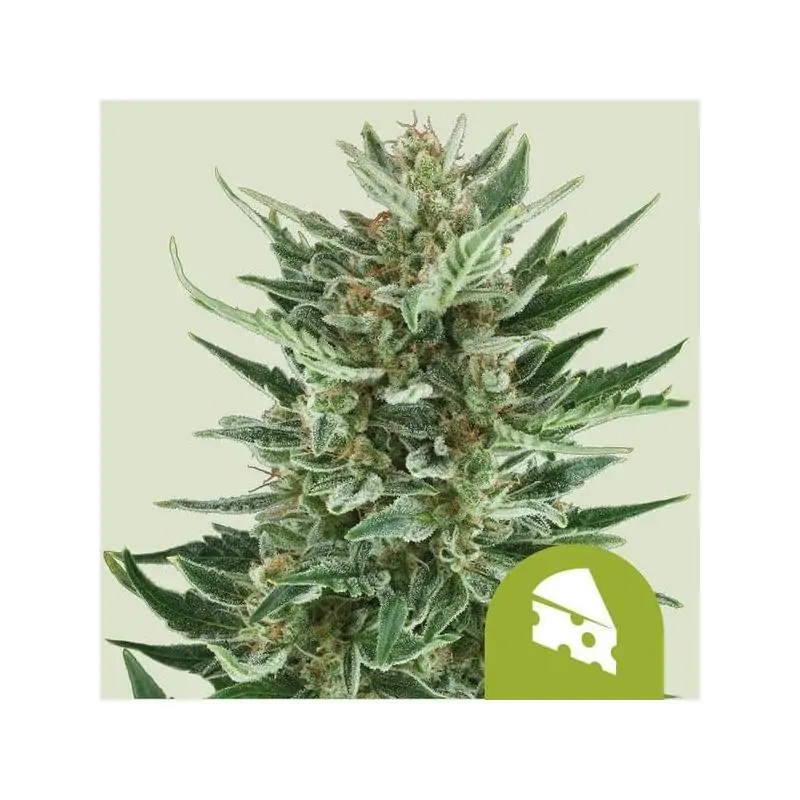 ROYAL CHEESE AUTOMATIC ROYAL QUEEN