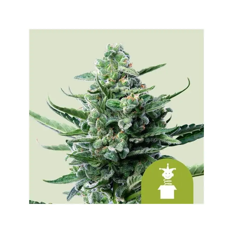 Auto Royal Jack