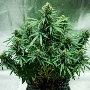 Auto Royal Jack