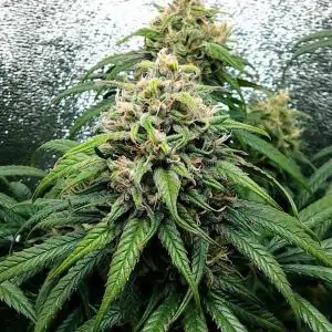 DANCE WORLD ROYAL QUEEN