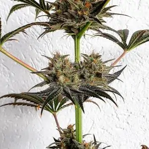 DANCE WORLD ROYAL QUEEN