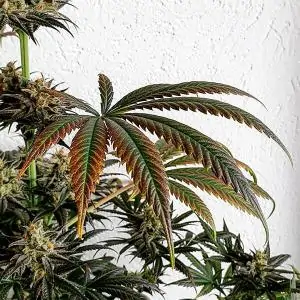 DANCE WORLD ROYAL QUEEN