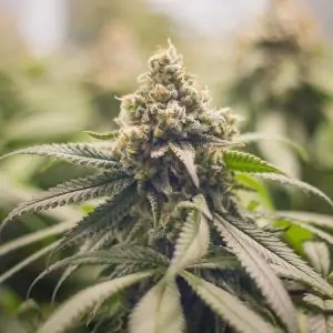 GREEN PUNCH ROYAL QUEEN